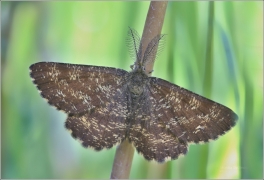 <p>TMAVOSKRNNÁČ VŘESOVÝ (Ematurga atomaria) ---- /Common heath - Heidespanner/</p>